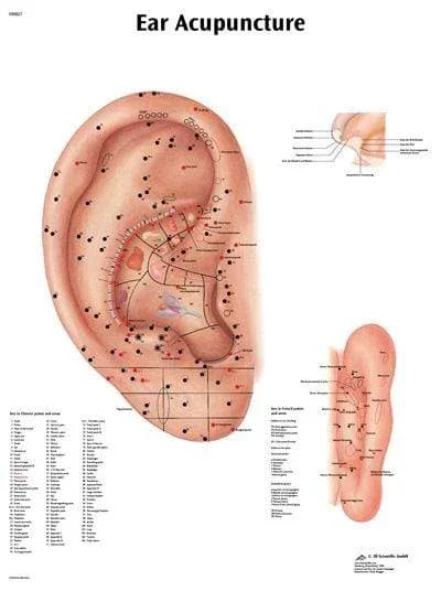 3B Anatomical Chart – acupuncture ear, 20 x26”