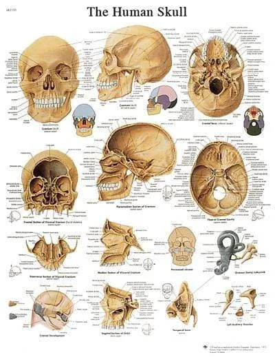 3B Anatomical Chart – human skull 20 x 25in