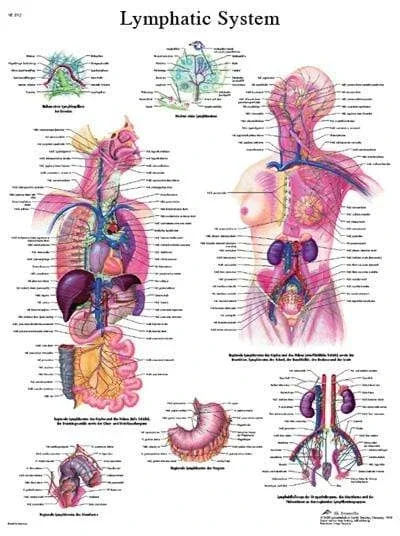 3B Anatomical Chart – Lymphatic system chart 20 x 26”