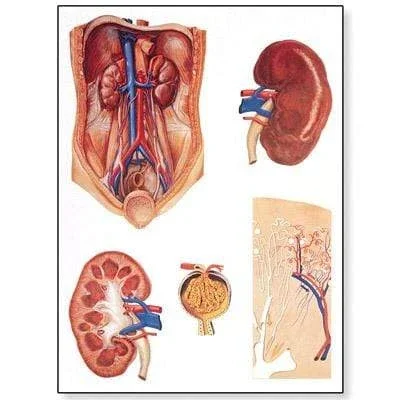 3B Anatomical Chart – The Kidney Chart 20 x 26”