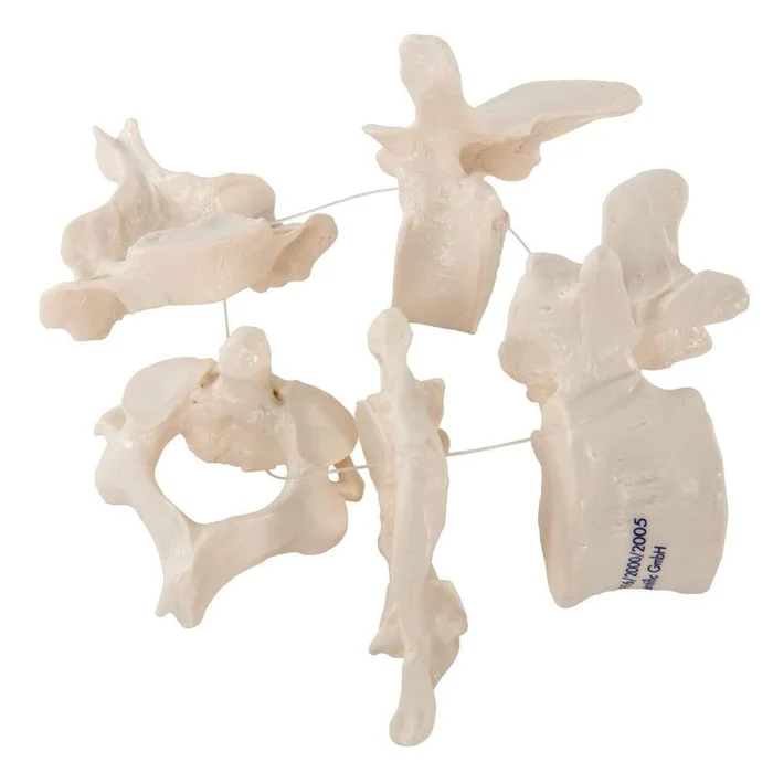 3B Anatomical Model – 5 Human Vertebrae, Loosely Threaded on Nylon