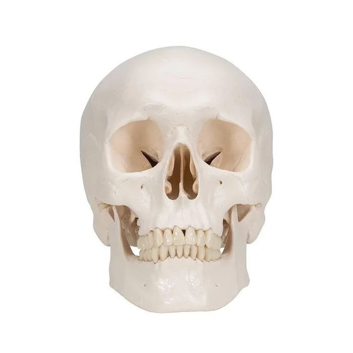 3B Anatomical Model – Classic Human Skull Model with 8 part Brain