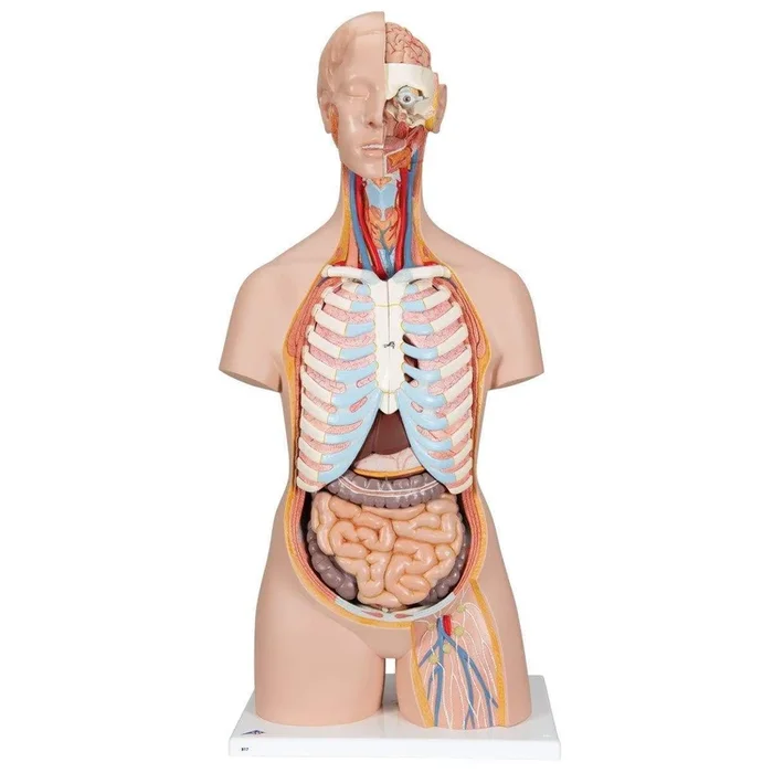 3B Anatomical Model – Classic Unisex Human Torso Model with Open Back, 21 part