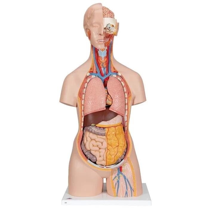 3B Anatomical Model – Classic Unisex Human Torso Model with Opened Neck and Back, 18 part