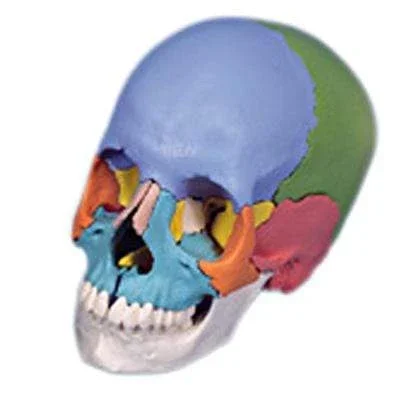 3B Anatomical Model – didactic skull, Beauchene 22-part