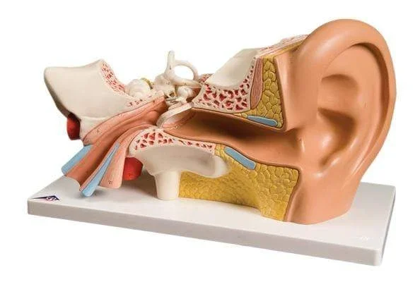 3B Anatomical Model – ear, 4-part (3x size)