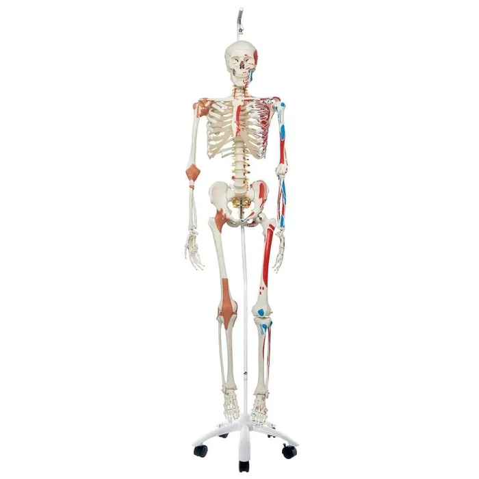 3B Anatomical Model – Sam the Super Skeleton w/ hanging roller stand
