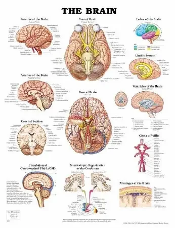 Anatomical Chart Company Anatomical Chart Brain 20 X 26 Inch Plastic Wall Mount Laminated – 9781587791055