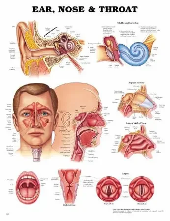 Anatomical Chart Company Anatomical Chart Ear, Nose and Throat 20 X 26 Inch Plastic Wall Mount Laminated – 9781587791154