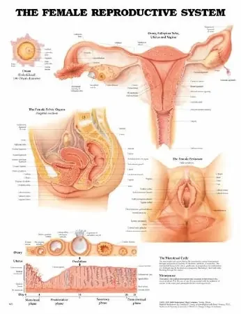 Anatomical Chart Company Anatomical Chart Female Reproductive System 20 X 26 Inch Plastic Wall Mount Laminated – 1587790203