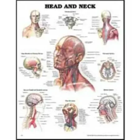 Anatomical Chart Company Anatomical Chart Head and Neck 20 X 26 Inch Styrene Plastic Grommets – 9781587797286