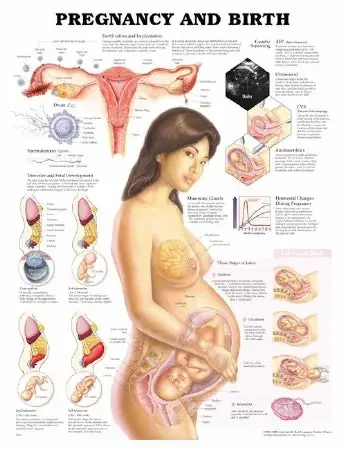 Anatomical Chart Company Anatomical Chart Pregnancy and Birth 20 X 26 Inch Plastic Wall Mount Laminated – 1587791846