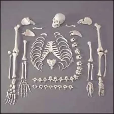 Anatomical Chart Company Full Disarticulated Budget Skeleton – CHA5/1
