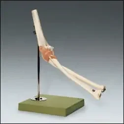 Anatomical Chart Company Functional Elbow Joint Model – NS-52