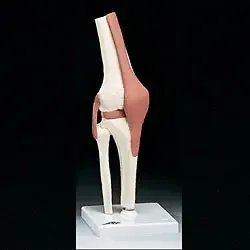 Anatomical Chart Company Functional Knee Joint Model – NS-50