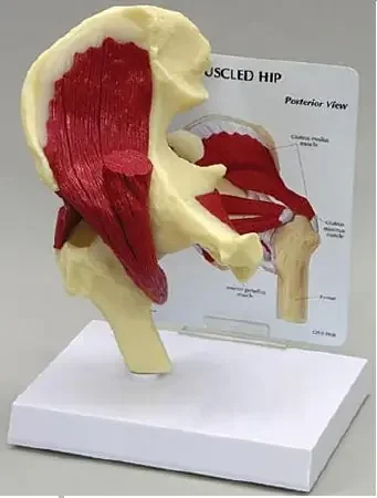 Anatomical Chart Company Muscled Hip Joint Model – G131