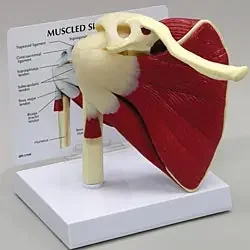 Anatomical Chart Company Muscled Shoulder Joint Model – G181