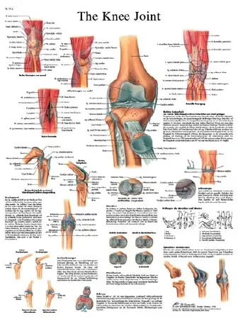 Fabrication Enterprises Anatomical Chart Knee Joint 20 X 25 Inch Laminated – 12-4611L