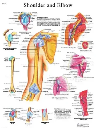 Fabrication Enterprises Anatomical Chart Shoulder and Elbow 20 X 25 Inch Laminated – 12-4619L