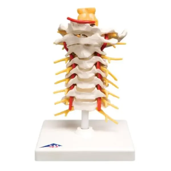 Fabrication Enterprises Cervical Spinal Column Model Anatomical Ea – 964211