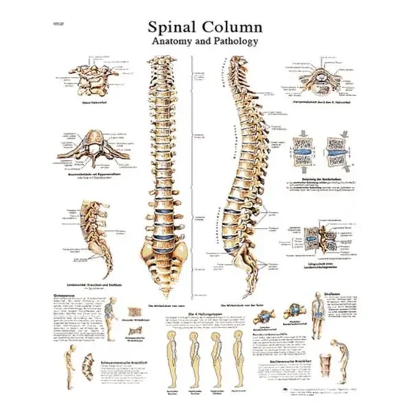 Fabrication Enterprises Chart Anatomical Spinal Column 20X25″ Ea – 12-4622L