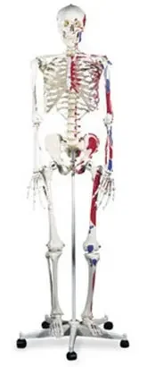 Nasco Advanced Skeleton with Muscle Mannequin – SB14901