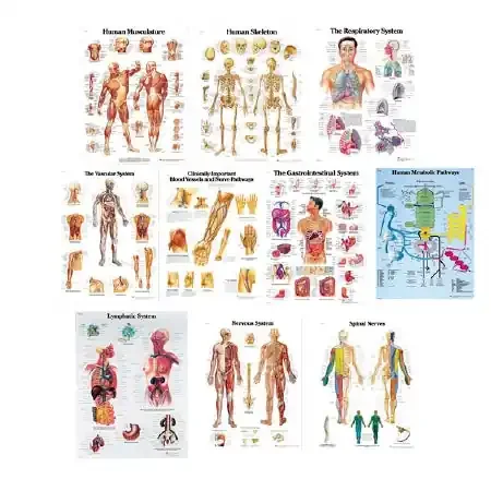 Nasco Anatomical Chart Set 20 X 26 Inch Laminated – SB48741