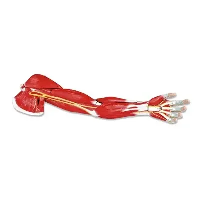 Nasco Arm Muscle Model – LA00129