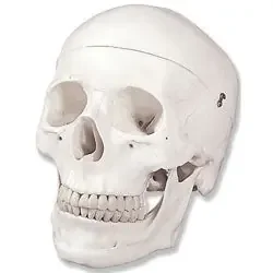 Nasco Human Skulls Model – LA00164