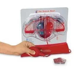 Nasco Learning Resources Pumping Heart Model – SB48204
