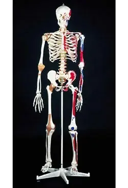 Nasco Super Skeleton Model Male – SB14921