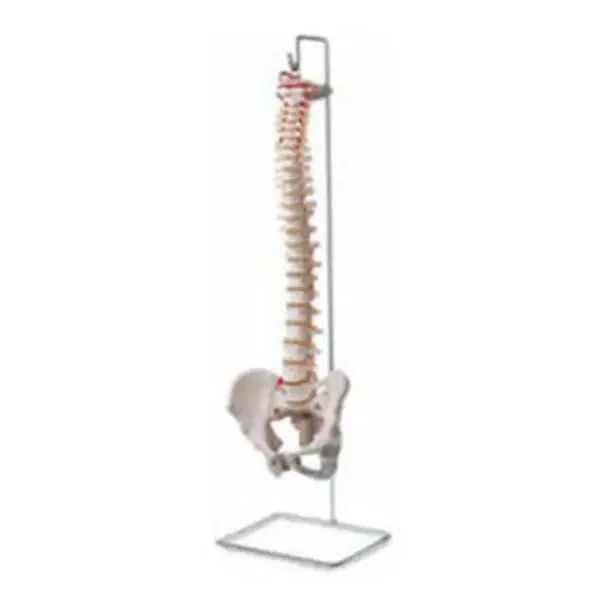 Patterson Medical Vertebral Column Model Anatomical Each – A783127