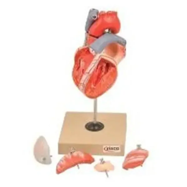 Wards Natural Science Model Human Heart Eisco Ea – 470136-100