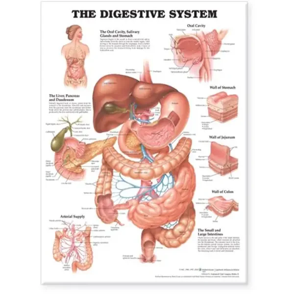 Wolters Kluwer Health Inc Chart Anatomical Digestive System 20X26″ Ea – 9781587790072