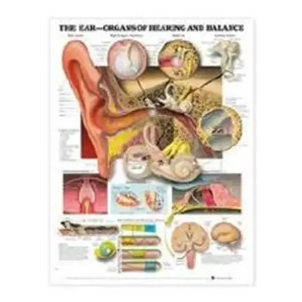 Wolters Kluwer Health Inc Chart Anatomical Ear Organs Of Hearing And Balance 20X26″ Ea – 9781587791208