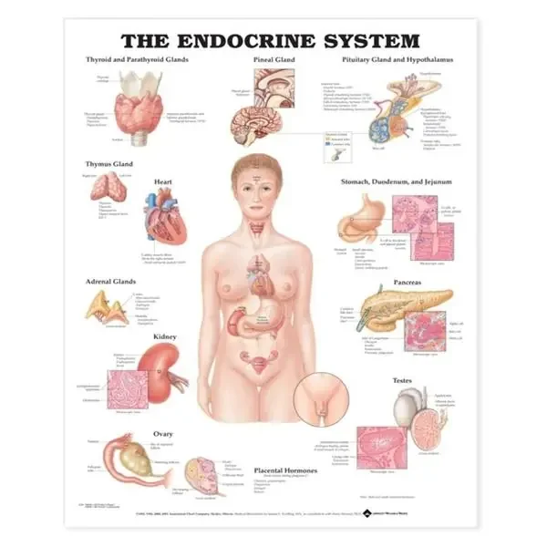 Wolters Kluwer Health Inc Chart Anatomical The Endocrine System 20X26″ Ea – 9781587790157