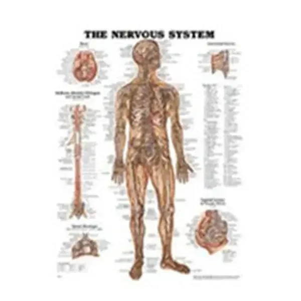 Wolters Kluwer Health Inc Chart Anatomical The Nervous System 19-3/4X26″ Ea – 1587796906