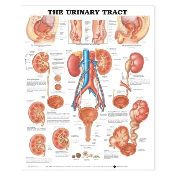 Wolters Kluwer Health Inc Chart Educational Urinary Tract 20X26″ Ea – 9781587790713