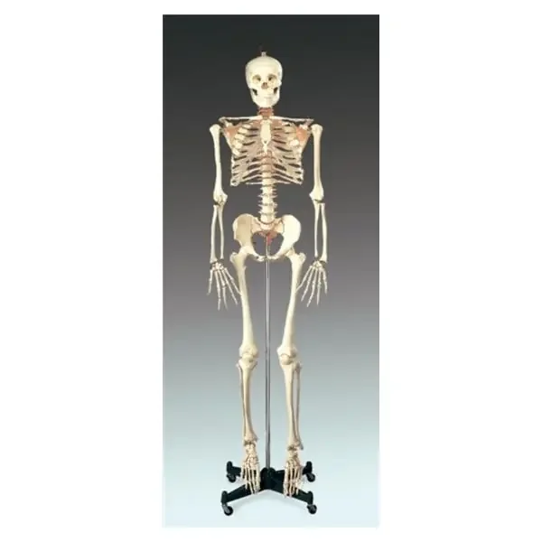 Wolters Kluwer Health Inc Model Anatomical Budget Bucky Adult Ea – CH10