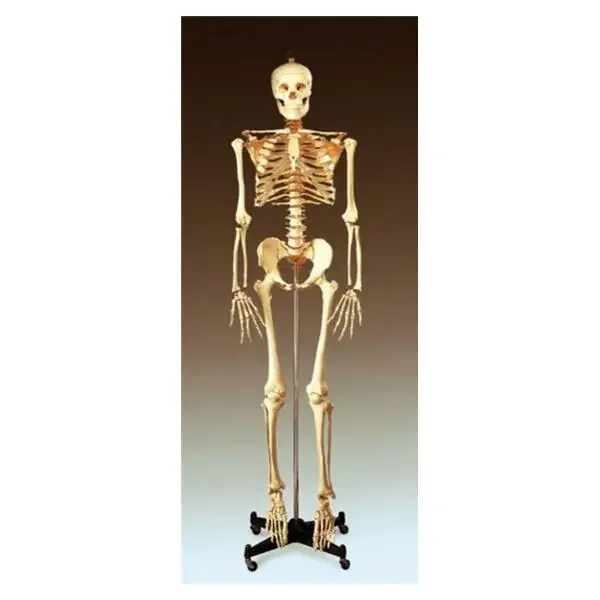 Wolters Kluwer Health Inc Stand Model Buddy Bucket Skeleton Ea – CH10STANDN